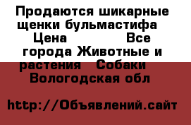 Продаются шикарные щенки бульмастифа › Цена ­ 45 000 - Все города Животные и растения » Собаки   . Вологодская обл.